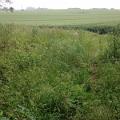 10. Can you spot the pathway